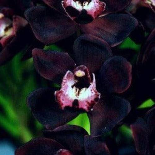 Black Orchid