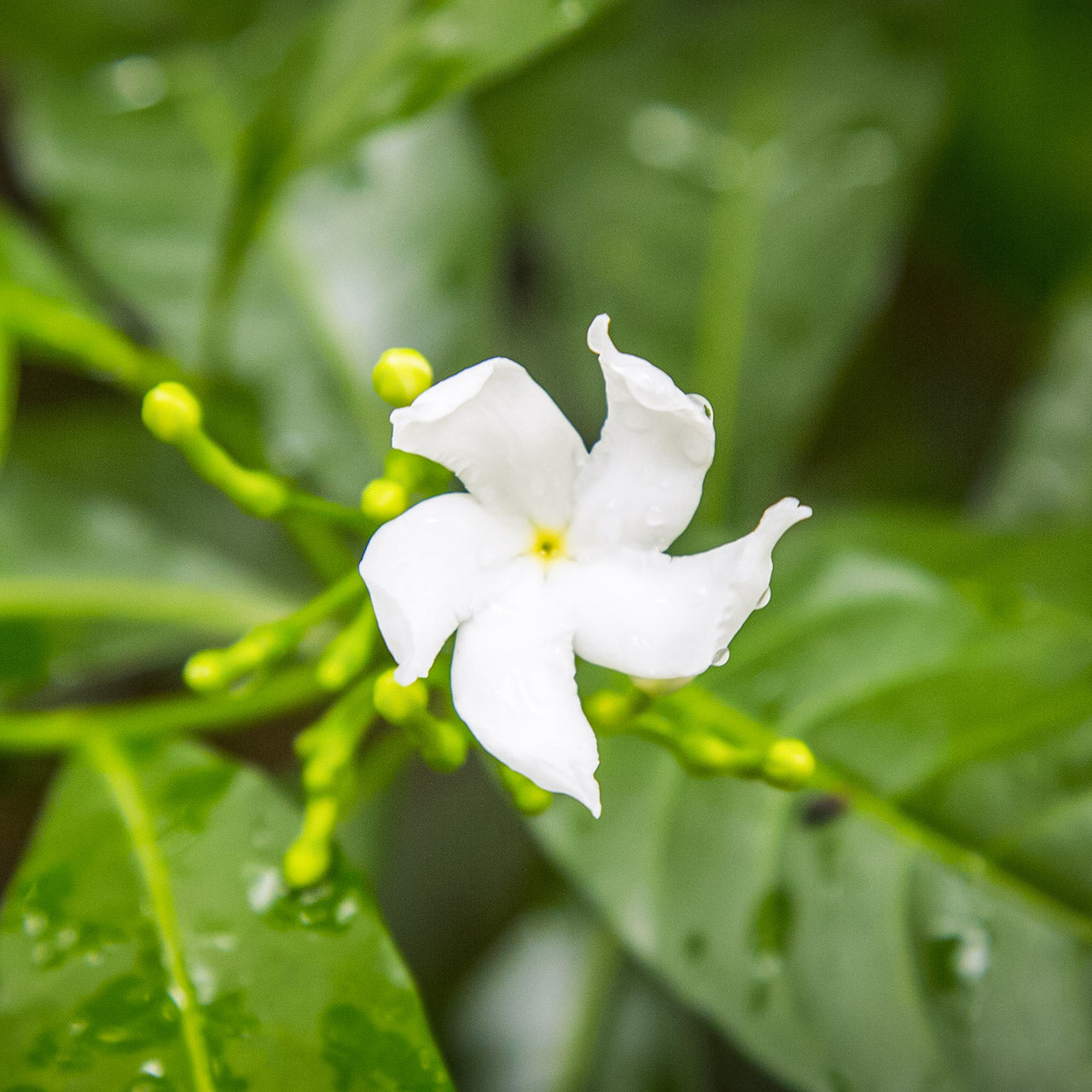 Indian Jasmine