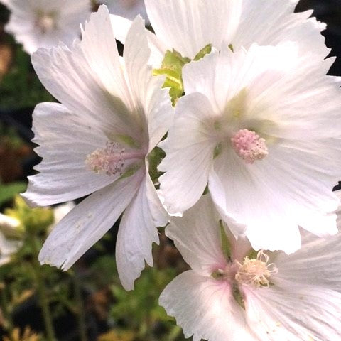 White Musk